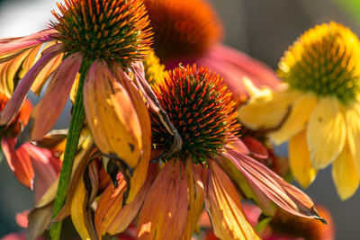 Close-up of orange flowering plant