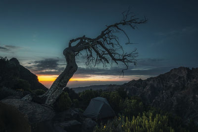 Tent pitched under tree at dawn