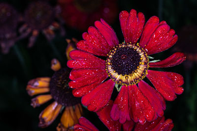 Close-up of water drops on red flower