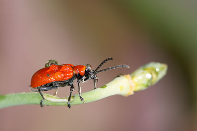 Close-up of beetle on plant
