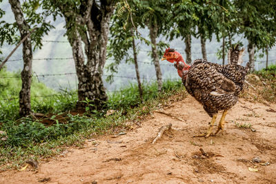 View of a bird on ground