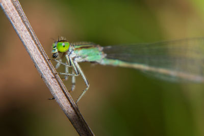 Close-up of insect