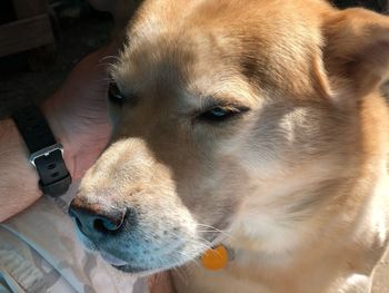 Close-up of dog looking away