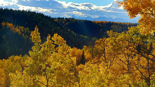 Scenic view of pine trees in forest against sky