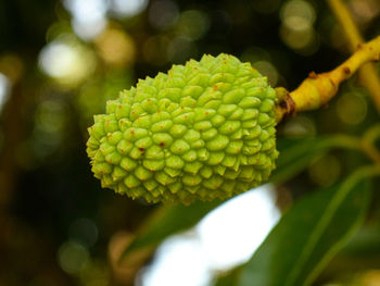 Close-up of green flowering plant