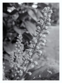 Close-up of flowers against blurred background