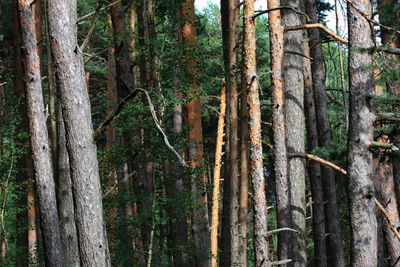 Trees in forest