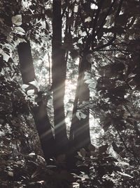 Sunlight streaming through trees in forest