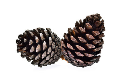 Close-up of pine cone against white background