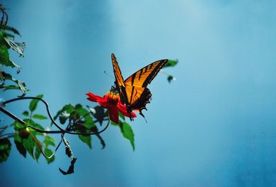 Close-up of butterfly on plant