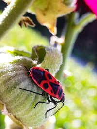 Close-up of ladybug on red flower