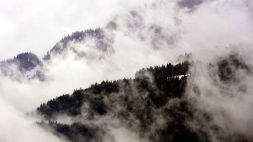 Low angle view of trees against sky
