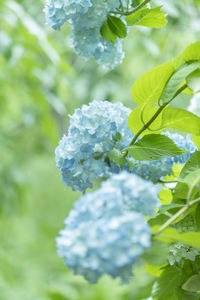 Close-up of white hydrangea on plant