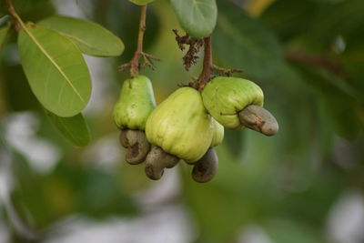 Close-up of fruits growing on tree