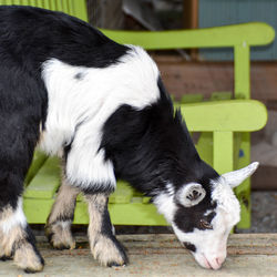 Close-up of goat