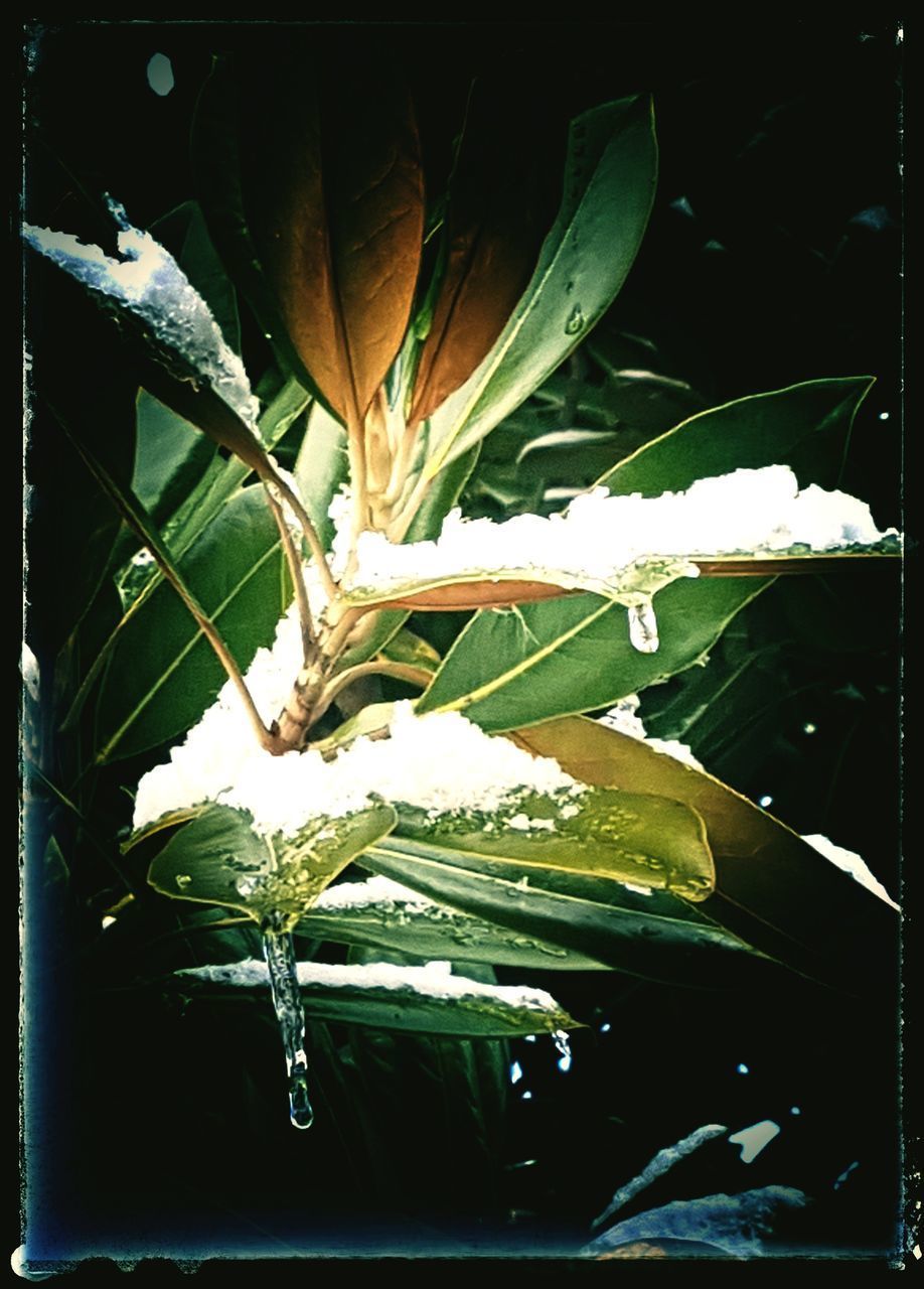 CLOSE-UP OF FLOWERING PLANT AGAINST WHITE WALL