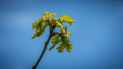 Low angle view of yellow plant against clear blue sky