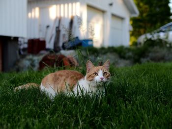 Portrait of cat on grass