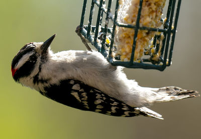 Close-up of bird