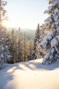 Trees on snow covered landscape