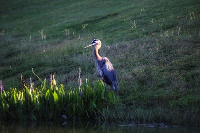 View of a bird on grass