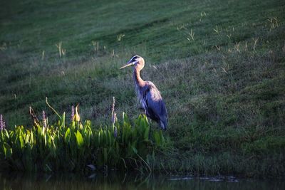 Great blue heron 