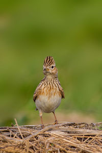 Close-up of a bird