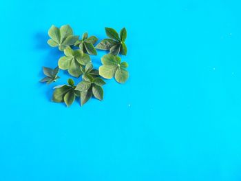 Close-up of blue rose against white background