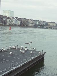 Seagulls flying over river in city