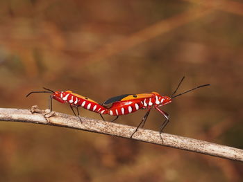 Close-up of red insect mating on twig