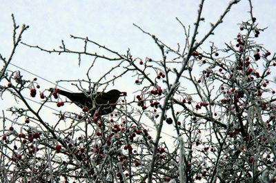 Low angle view of bird perching on tree