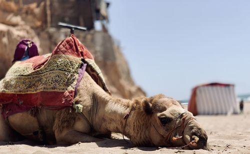 Horse resting
