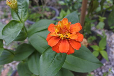 Close-up of orange flowering plant