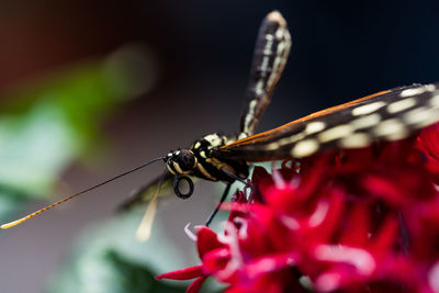 Close-up of butterfly pollinating on flower