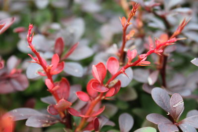 Close-up of red flowers blooming outdoors