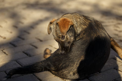 Close-up of stray dog sitting on footpath