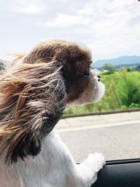 Close-up of dog looking through window in car