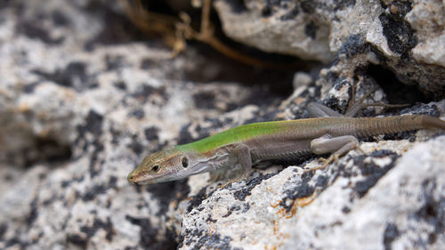 Close-up of lizard on rock