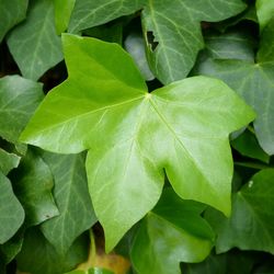 Full frame shot of green leaves