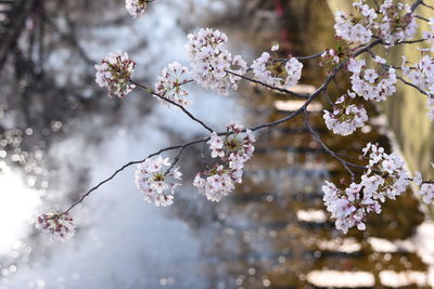 Close-up of white cherry blossom tree