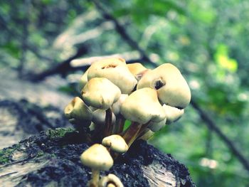 Close-up of fungus growing on tree trunk