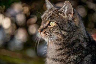 Close-up of a cat looking away