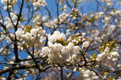 Low angle view of apple blossoms in spring