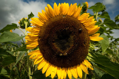 Close-up of sunflower blooming in field against sky