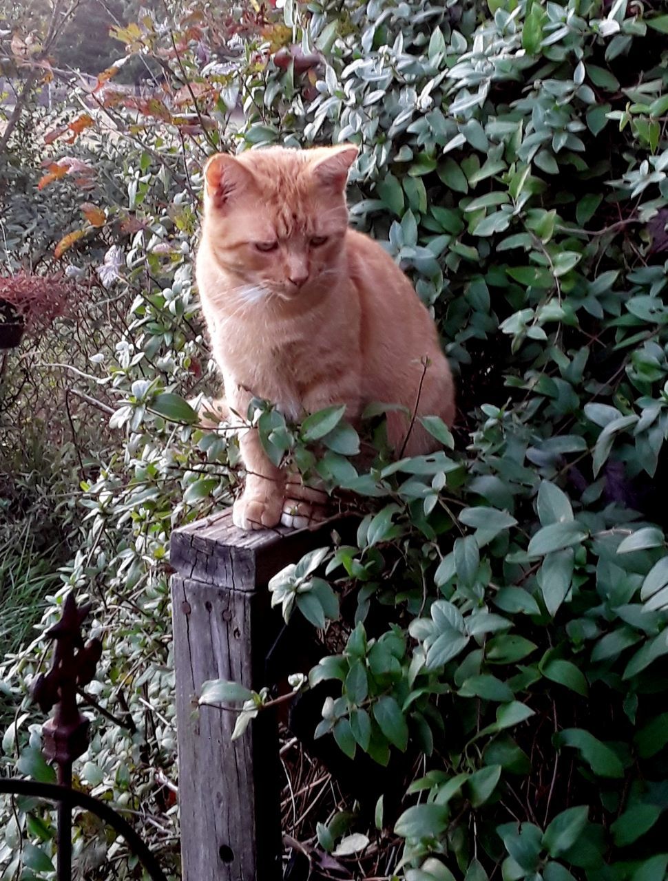 cat, mammal, domestic cat, feline, domestic, animal themes, domestic animals, pets, animal, one animal, vertebrate, plant part, leaf, plant, sitting, nature, growth, no people, day, green color, whisker, ginger cat