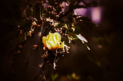 Close-up of yellow flowers blooming