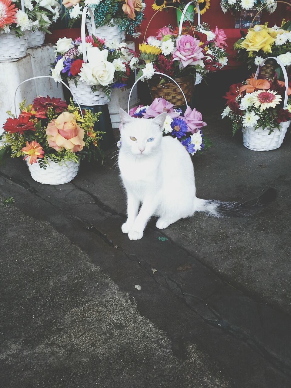 pets, domestic animals, domestic cat, cat, mammal, one animal, animal themes, feline, plant, looking at camera, flower, portrait, sitting, potted plant, high angle view, front or back yard, whisker, no people, leaf, relaxation