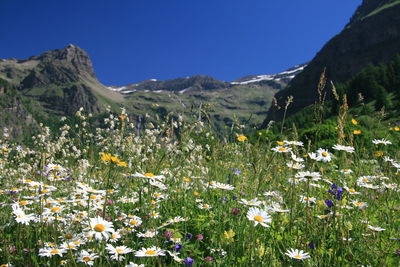 Scenic view of flowering plants on field against clear sky