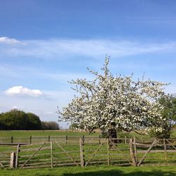 Scenic view of flowering plants on field against sky