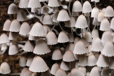 Full frame shot of mushrooms